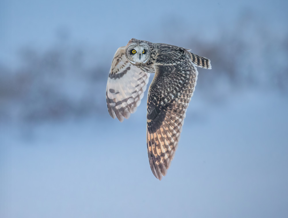 Short-eared owl in flight von Jasmine Suo