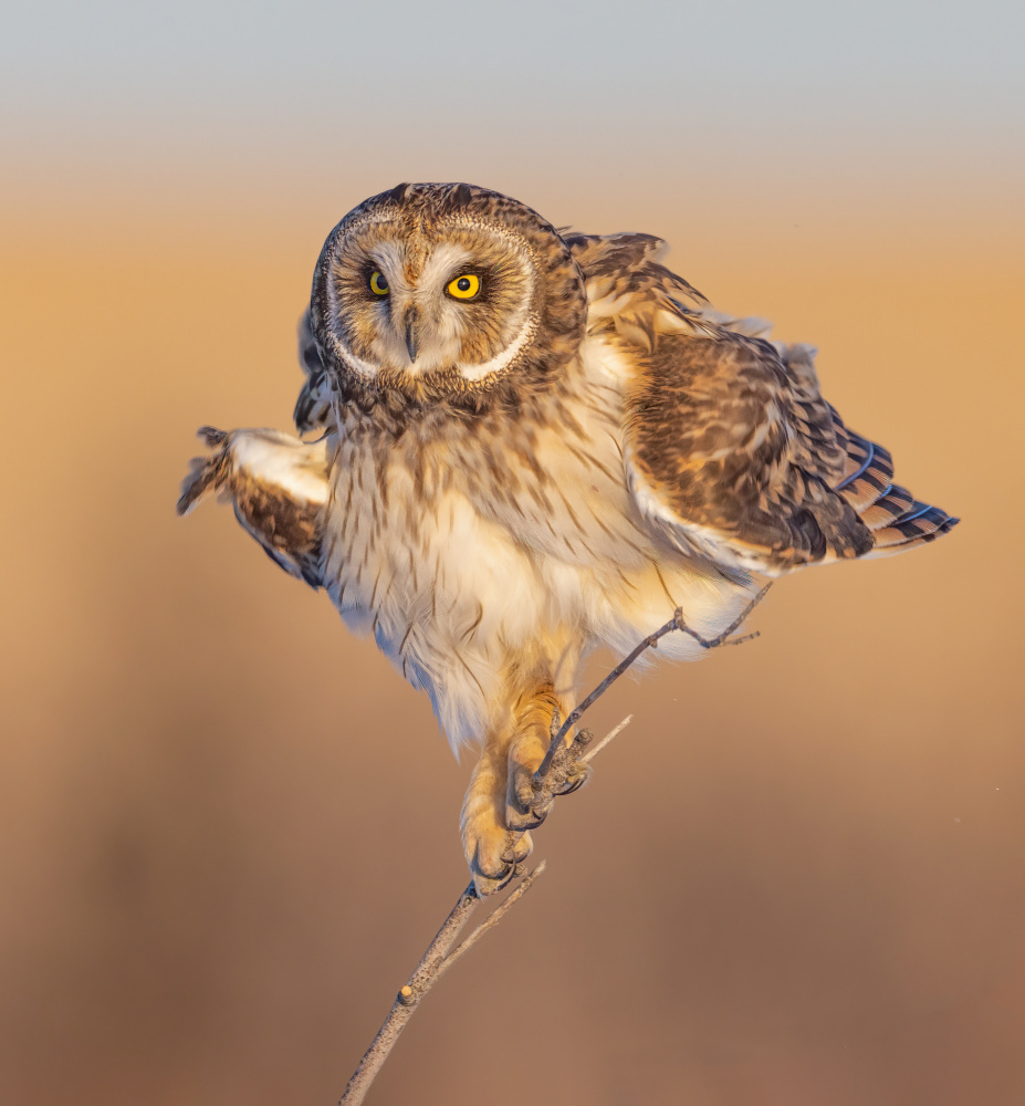 Short-eared owl shake off von Jasmine Suo