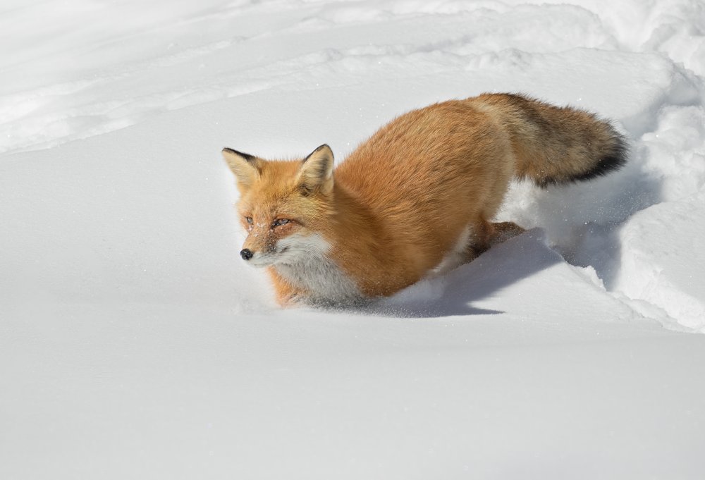 Crossing the snowfield! von Jasmine Suo