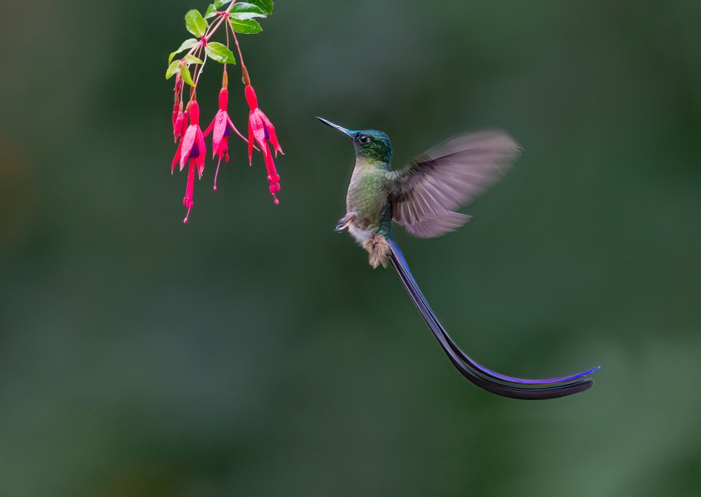 Violet-tailed sylph von Jasmine Suo