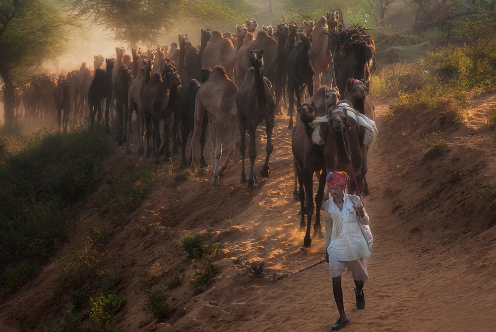 Camel March von Jassi Oberai