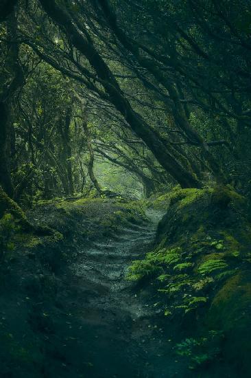 Entering Fangorn