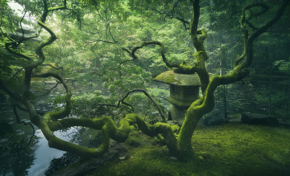 Japanese Tree von Javier de la Torre