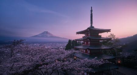 Mt Fuji Sakura