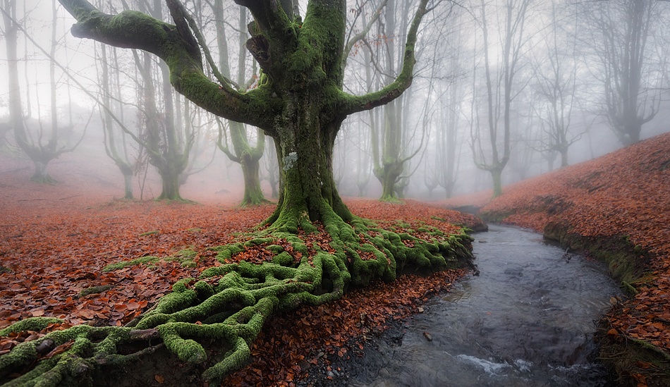 Misty Morning von Javier de la Torre