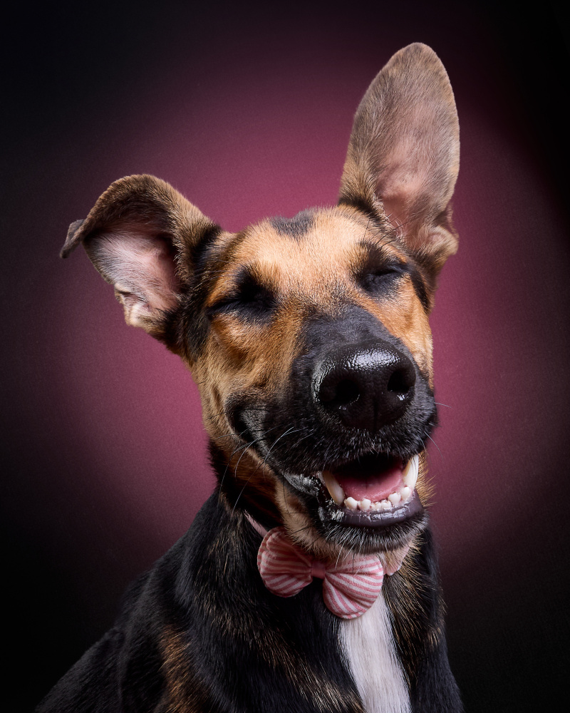 smile dog von Javier del Puerto Photography