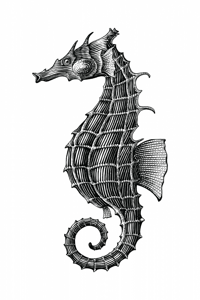 Seahorse von jay stanley