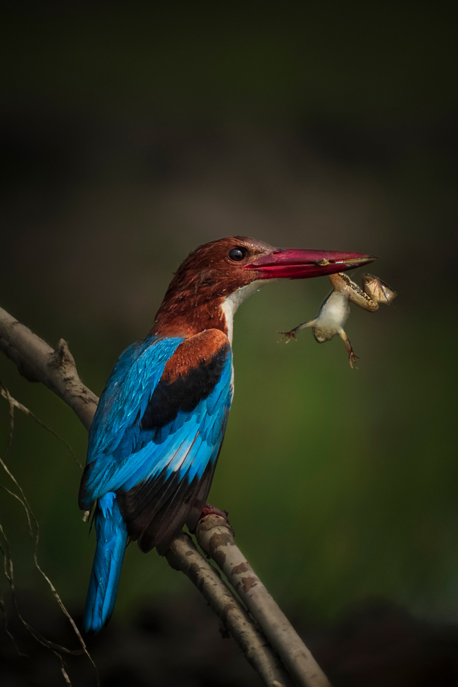 Kingfisher Eating Frog von Jayanta Guha