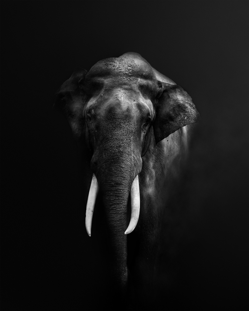 Elephant Portrait von Jayanta Guha