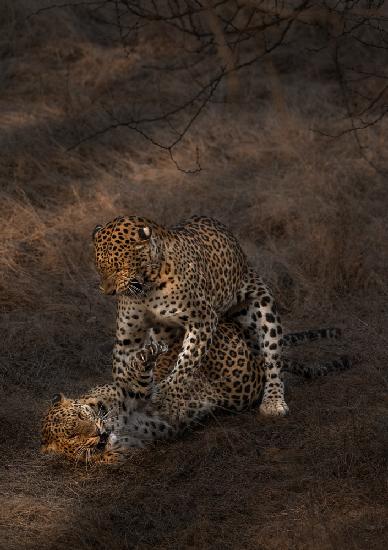 Leopard Mating