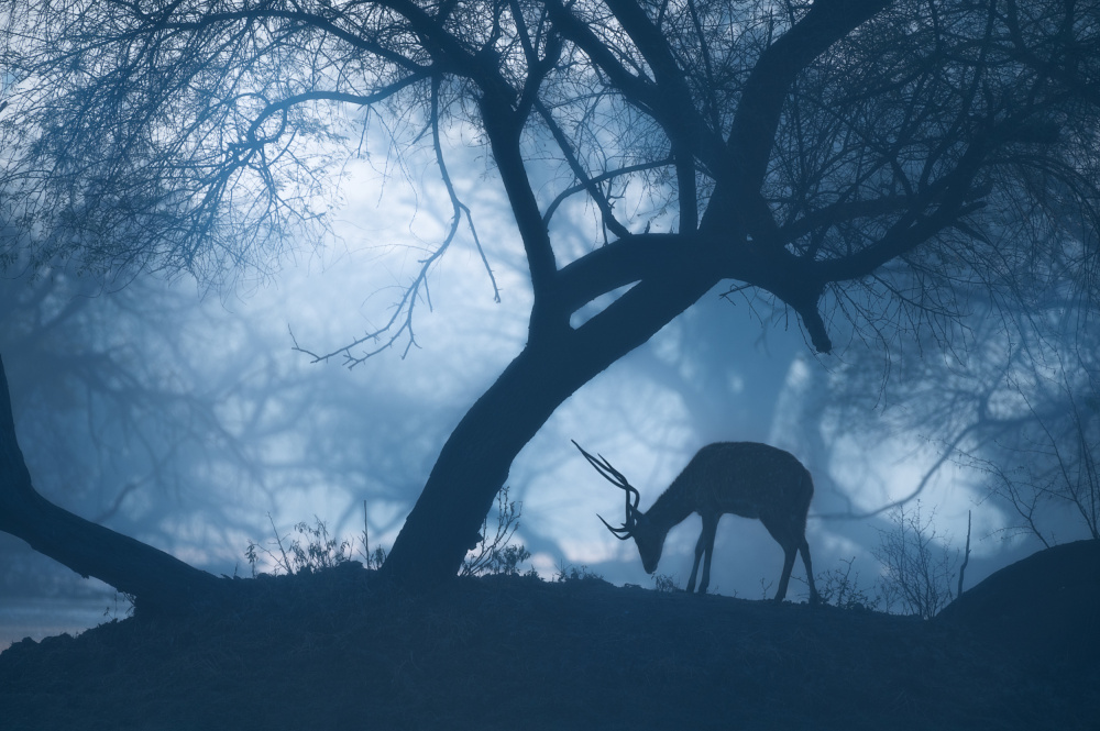 Misty Winter Morning von Jayanta Guha