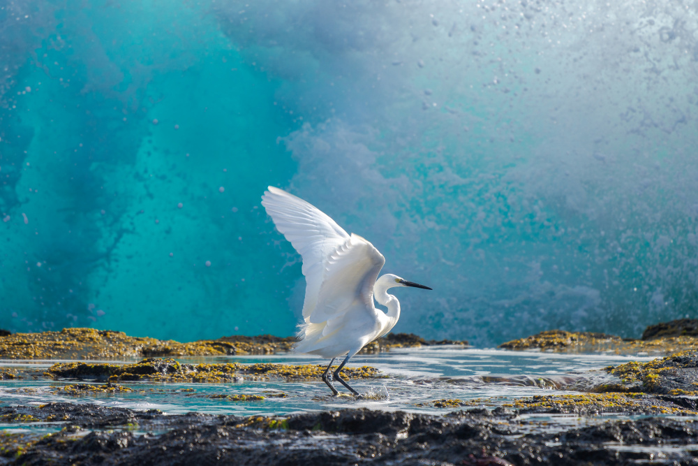 Common egret von J.DAVID MARTIN