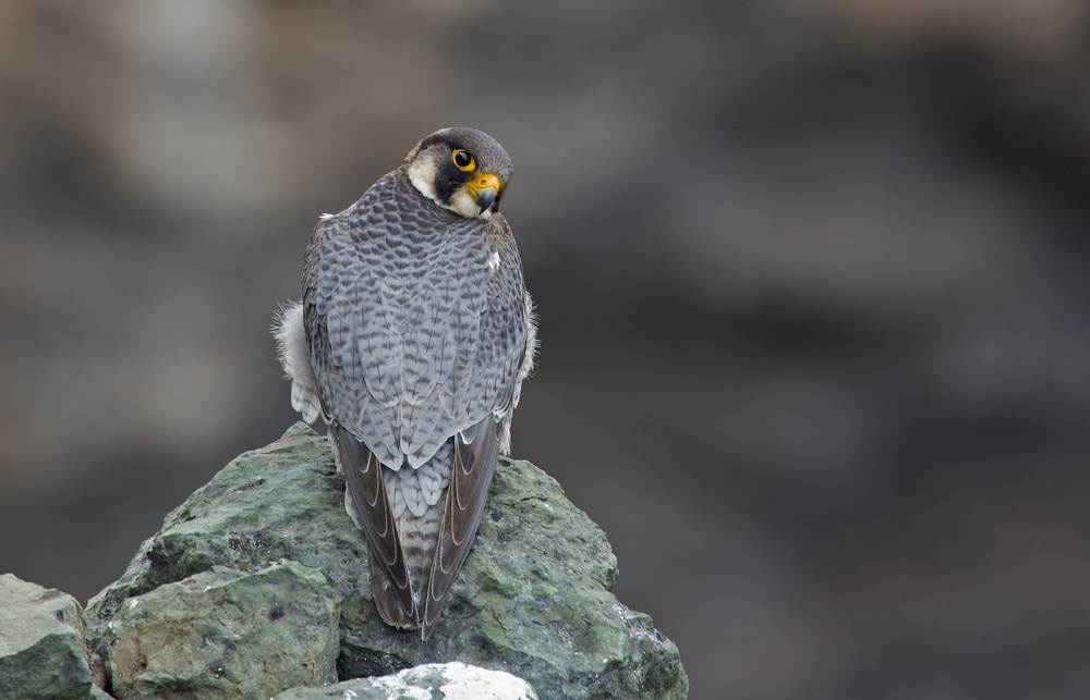 The guardian of the cliff von J.Del Alar