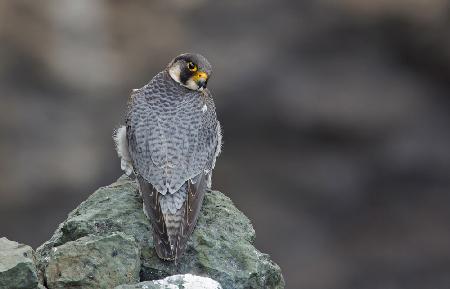 The guardian of the cliff