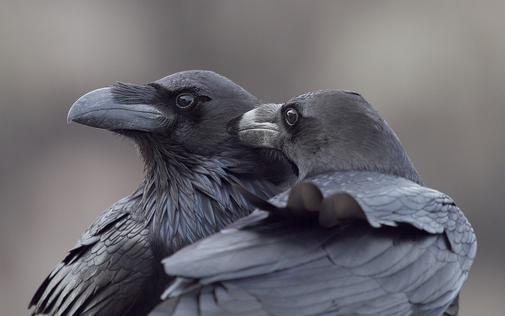 Hermanos  corax von J.Del Alar