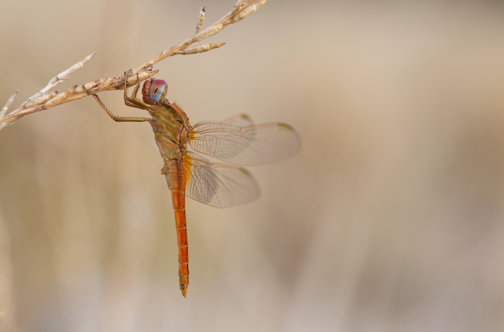 Dragonfly von J.Del Alar