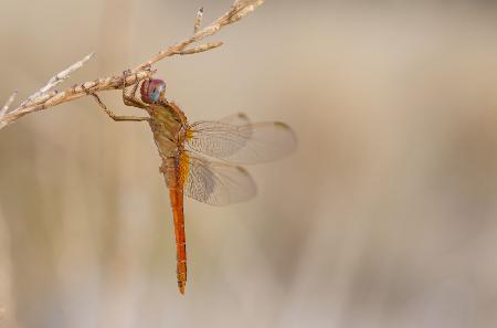 Dragonfly