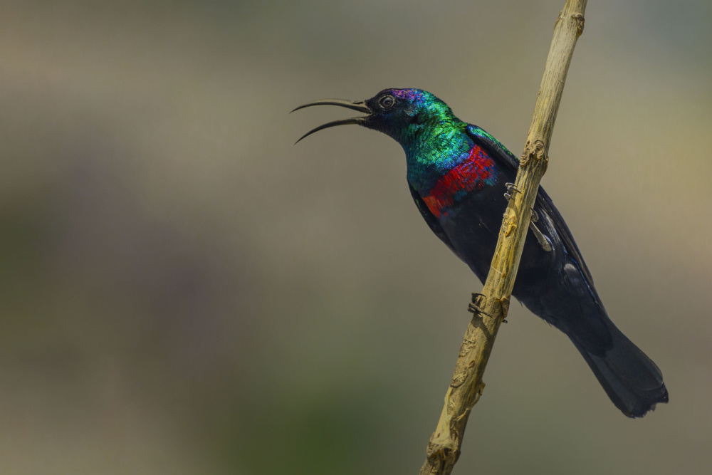 Shining Sunbird, male ذكر التمير الامع (التمير العربي )  الاسم العلمي Nectarinia habessinica von jdsm_photography