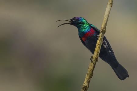 Shining Sunbird, male ذكر التمير الامع (التمير العربي )  الاسم العلمي Nectarinia habessinica