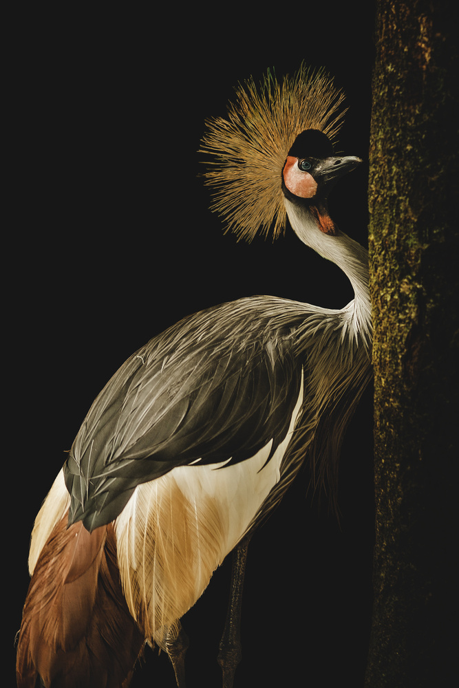 Grey Crowned Crane von jealousy