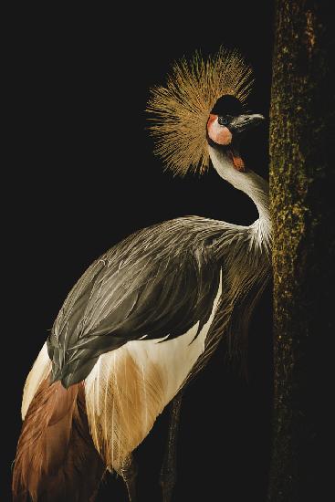 Grey Crowned Crane