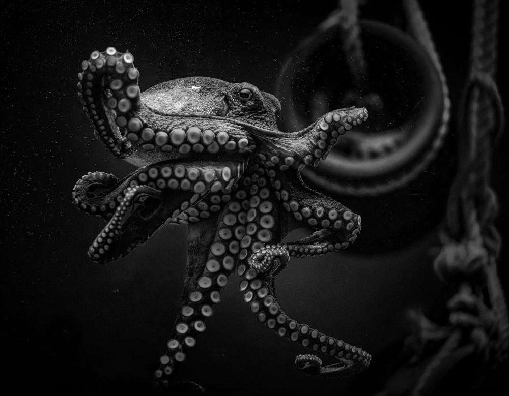 Octopus von jealousy