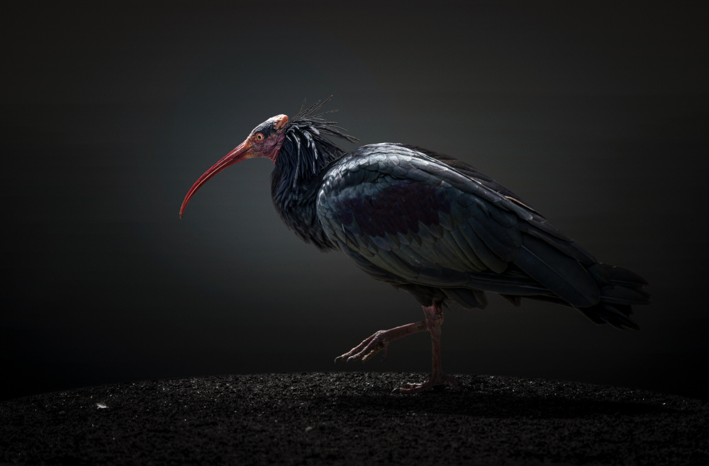 Red-cheeked Ibis von jealousy