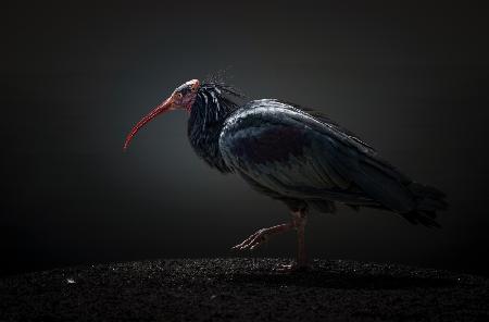 Red-cheeked Ibis