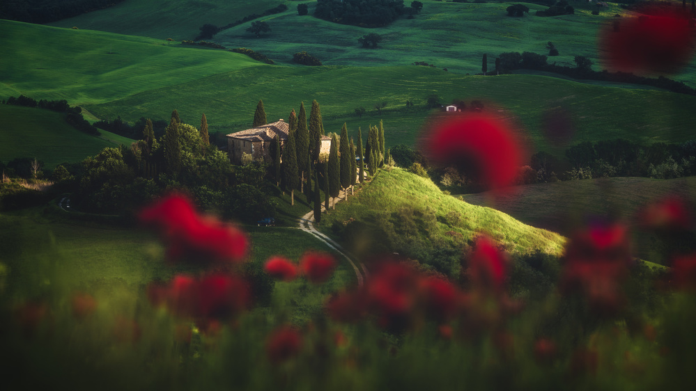 Tuscany - Spring Blossoms von Jean Claude Castor