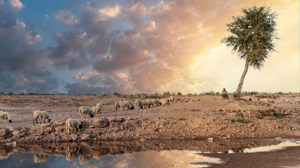 The shepherd von Jean Vandijck