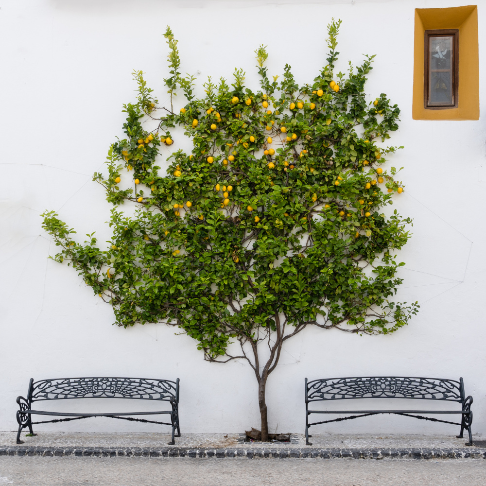 Orange Tree von Jean Vandijck