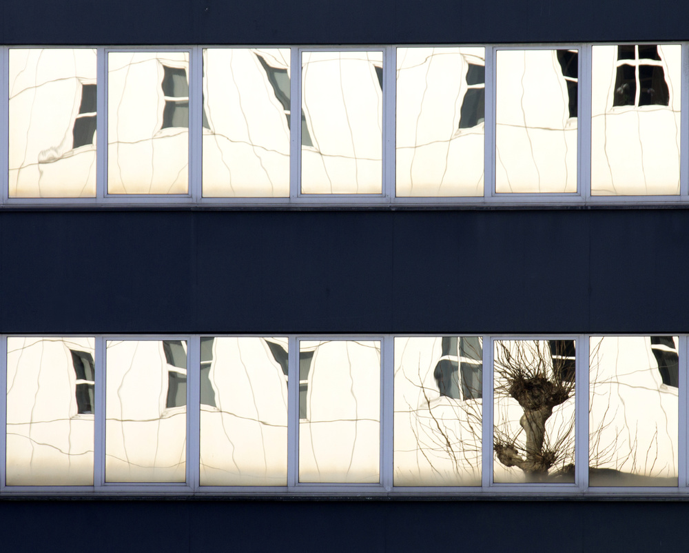 Willow in a window von Jef Flour