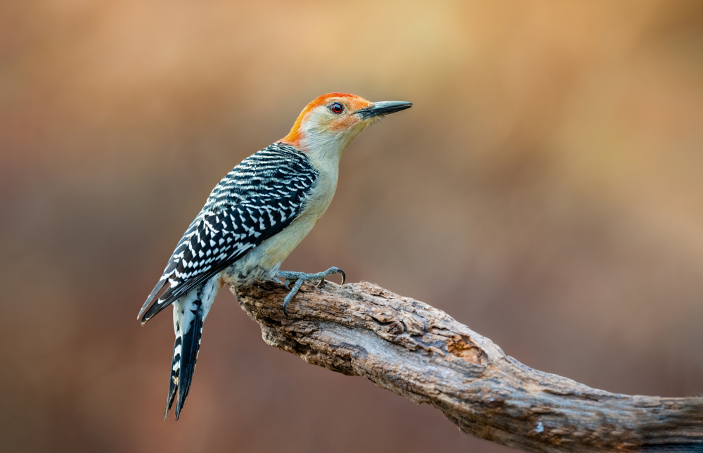 Red Bellied Woodpecker von Jeff Graham