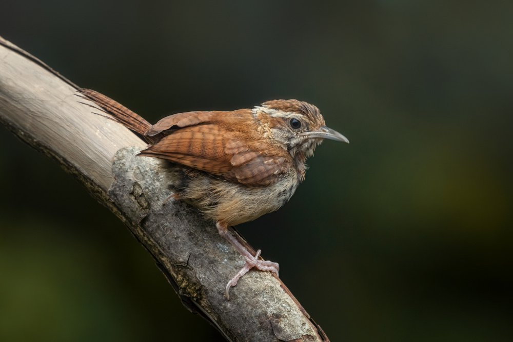 Resting Wren von Jeff Graham