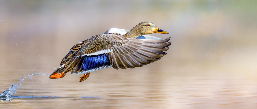 Splish-Splash von Jeff Graham