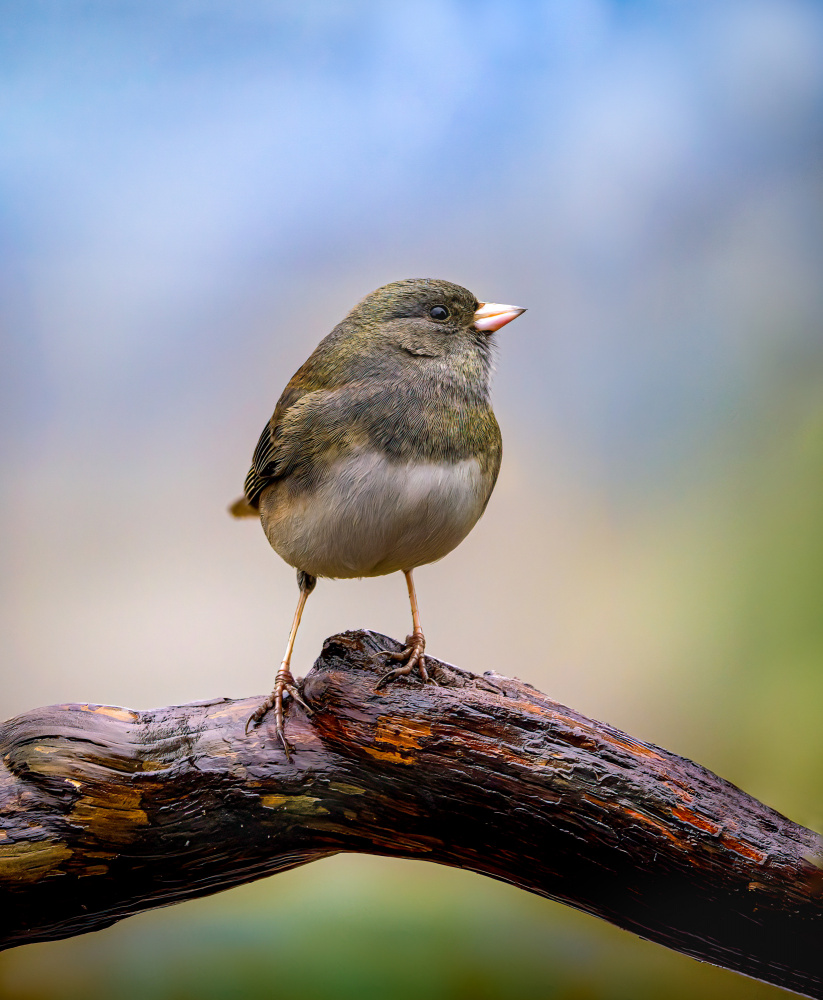 Standing Proud von Jeff Graham