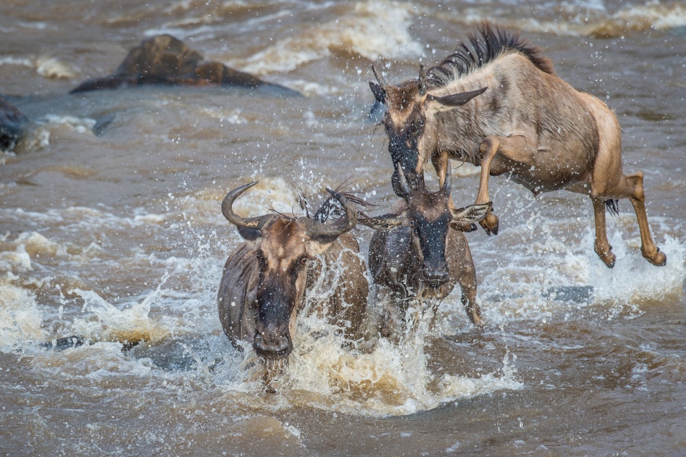 &quot;Air Gnu&quot;  - charter flights only von Jeffrey C. Sink