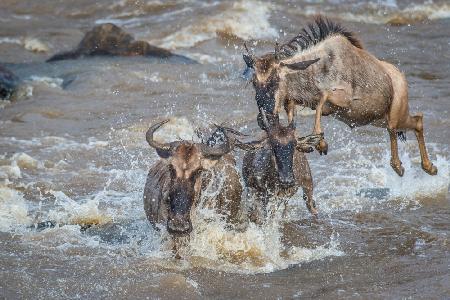 &quot;Air Gnu&quot;  - charter flights only