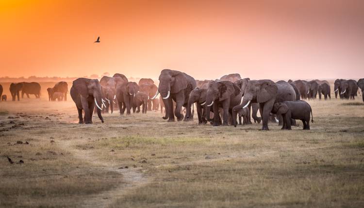 Amboseli Morning Stroll to Starbucks von Jeffrey C. Sink