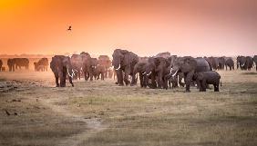 Amboseli Morning Stroll to Starbucks