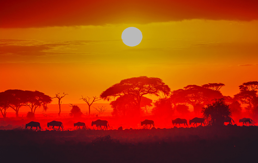 Amboseli sunrise von Jeffrey C. Sink