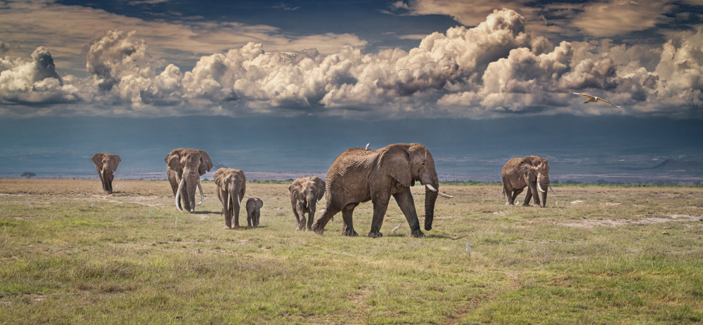 Amboseli wonderland von Jeffrey C. Sink