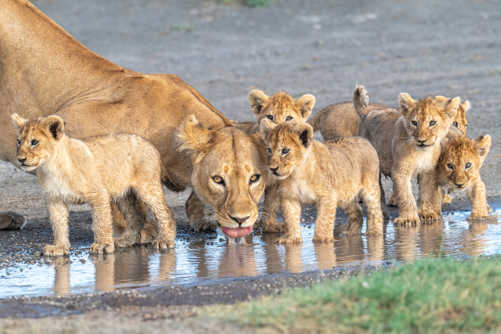 At the watering hole. von Jeffrey C. Sink