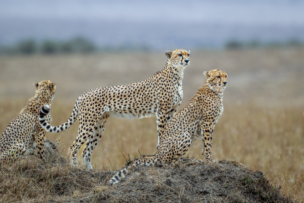 On the hunt. von Jeffrey C. Sink