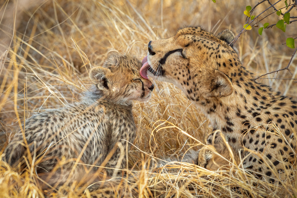 Bath time von Jeffrey C. Sink