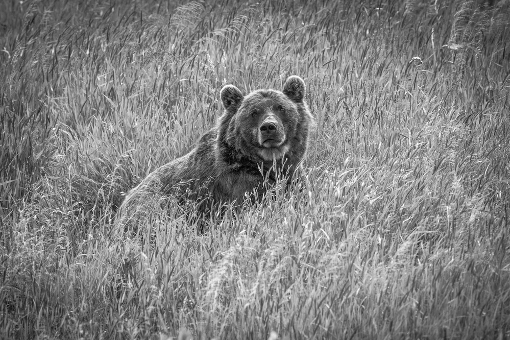 Bear in woods von Jeffrey C. Sink