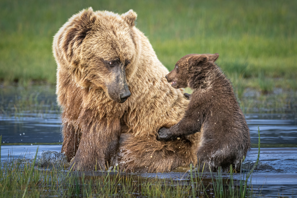 Bear-back ride? von Jeffrey C. Sink