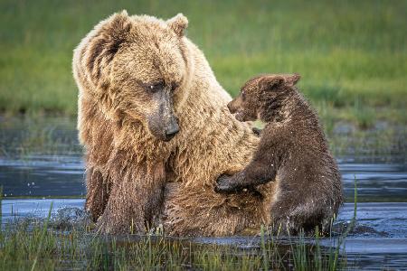 Bear-back ride?