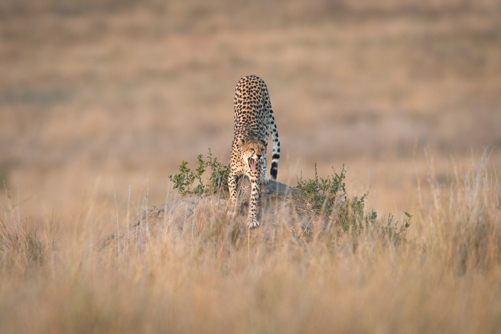 Ready for a fight. von Jeffrey C. Sink