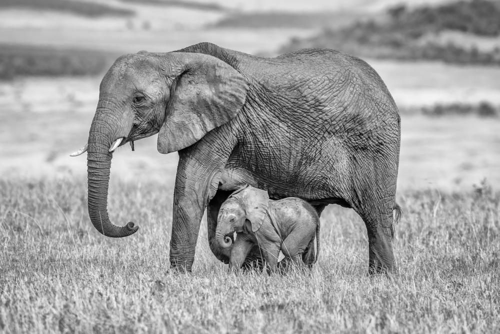 Staying close and protected von Jeffrey C. Sink